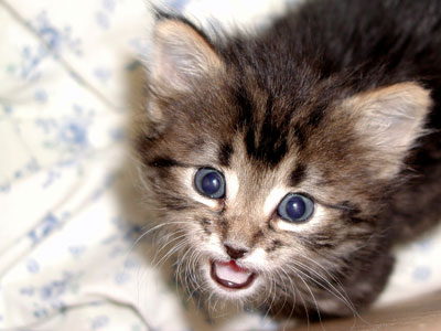mimi se petite chat